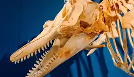 Natural history Museum of Kópavogur