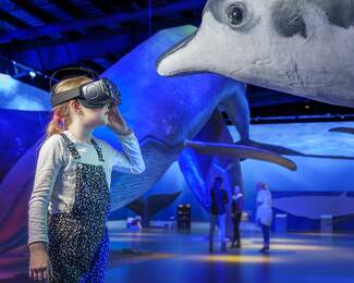 Whales in Reykjavík